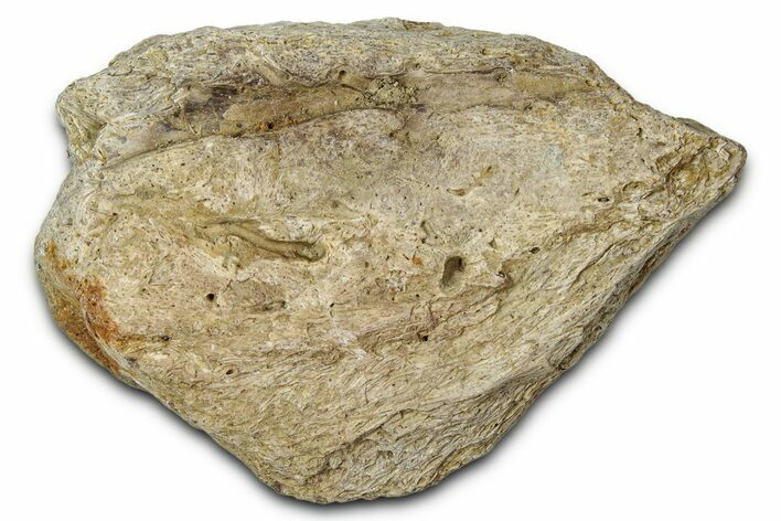 Dinosaur (Triceratops) Frill Shield Section - Montana #347993